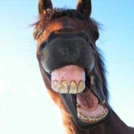 cavallo