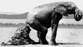 elefante cacca