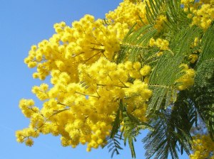 mimosa